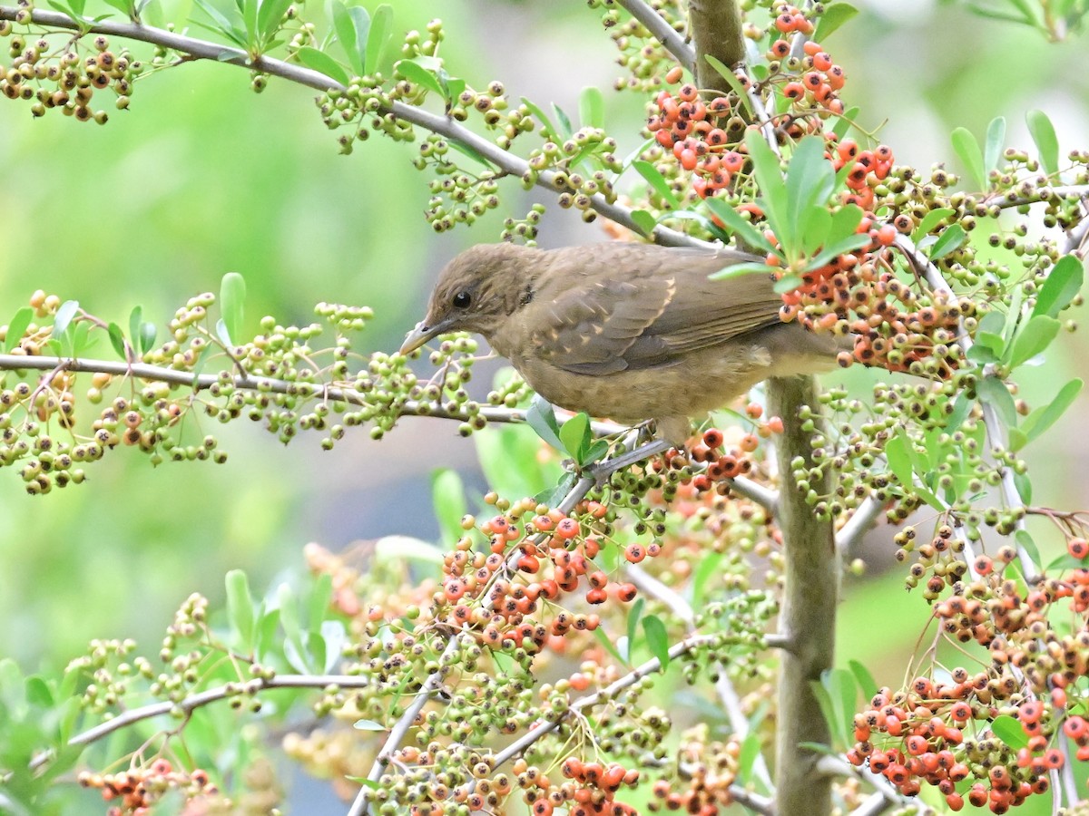 Clay-colored Thrush - Vivian Fung