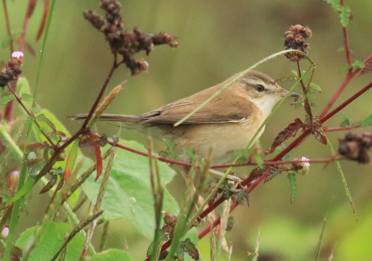 Paddyfield Warbler - Afsar Nayakkan