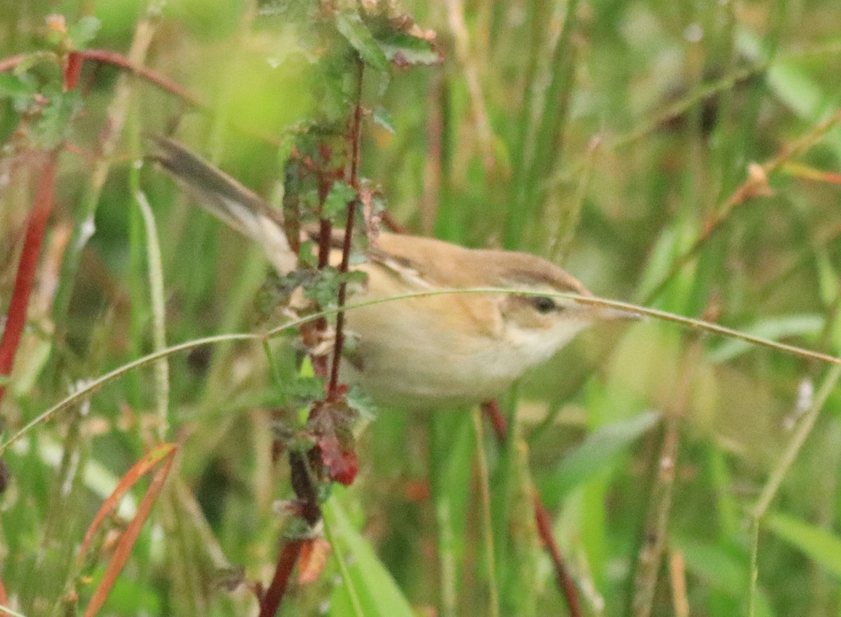 Paddyfield Warbler - Afsar Nayakkan