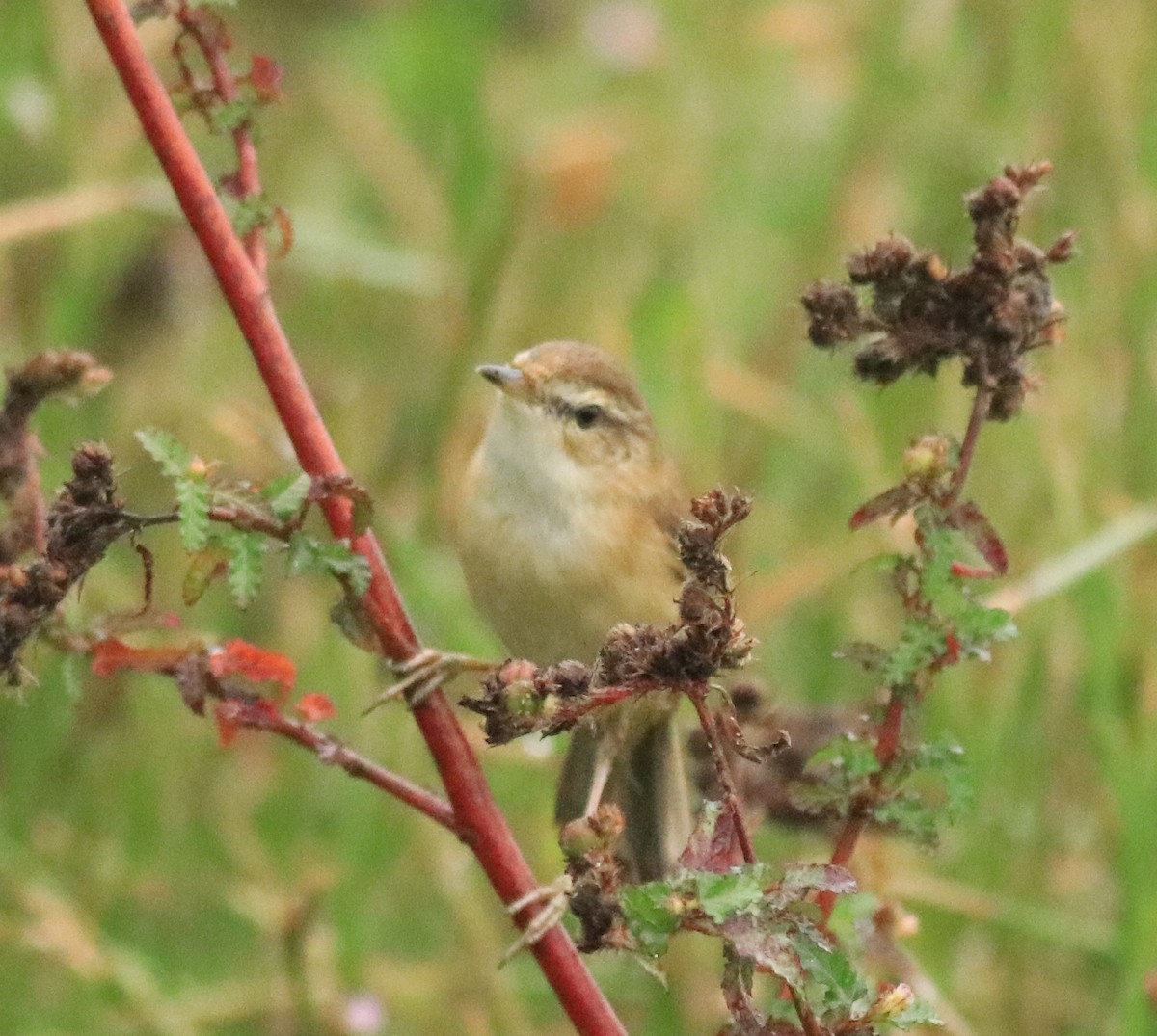 Paddyfield Warbler - Afsar Nayakkan