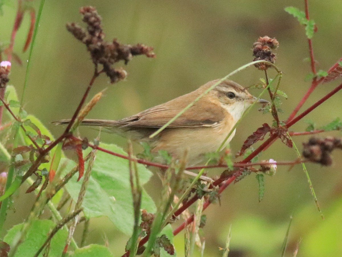 Paddyfield Warbler - Afsar Nayakkan