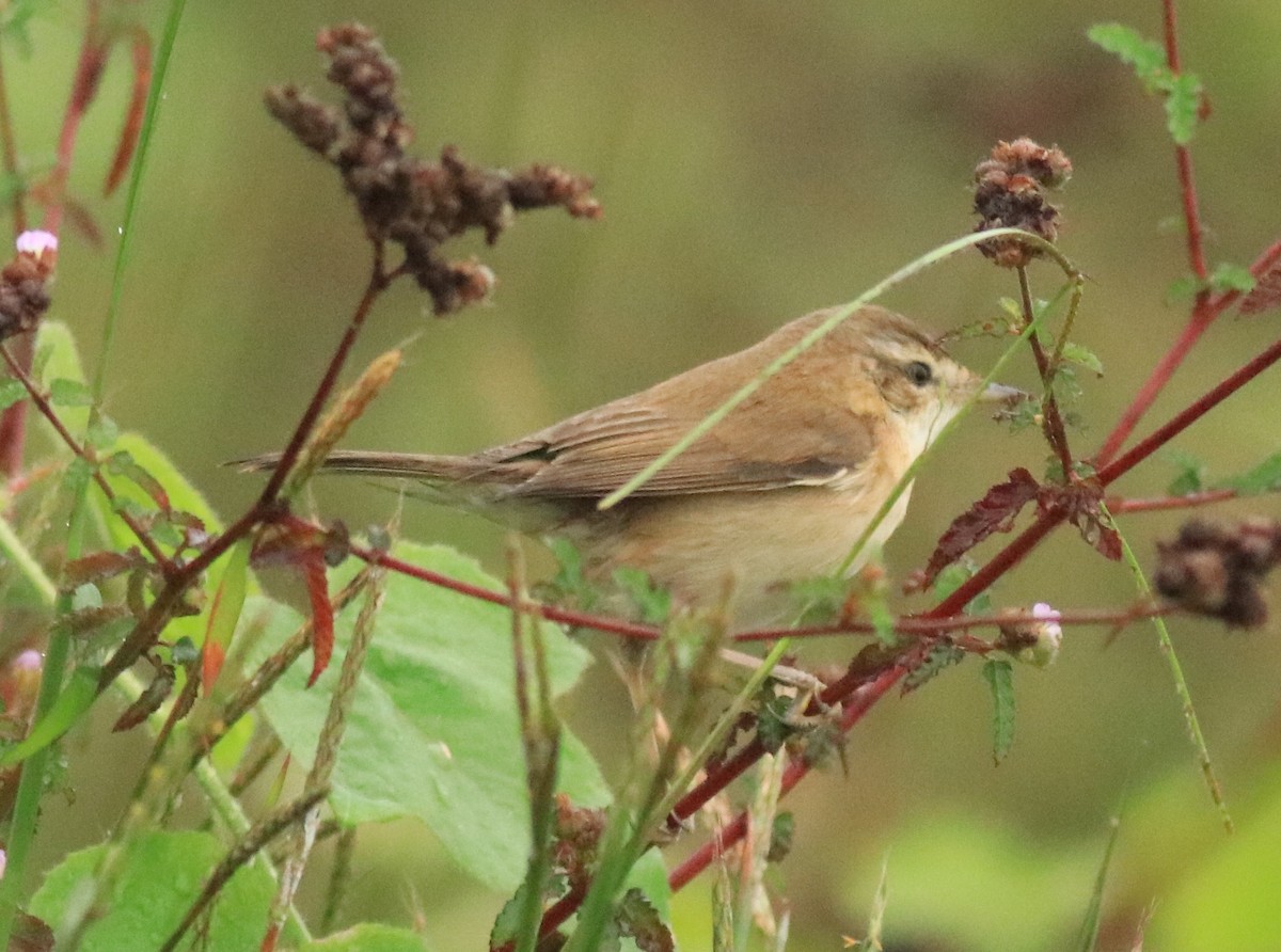 Paddyfield Warbler - Afsar Nayakkan