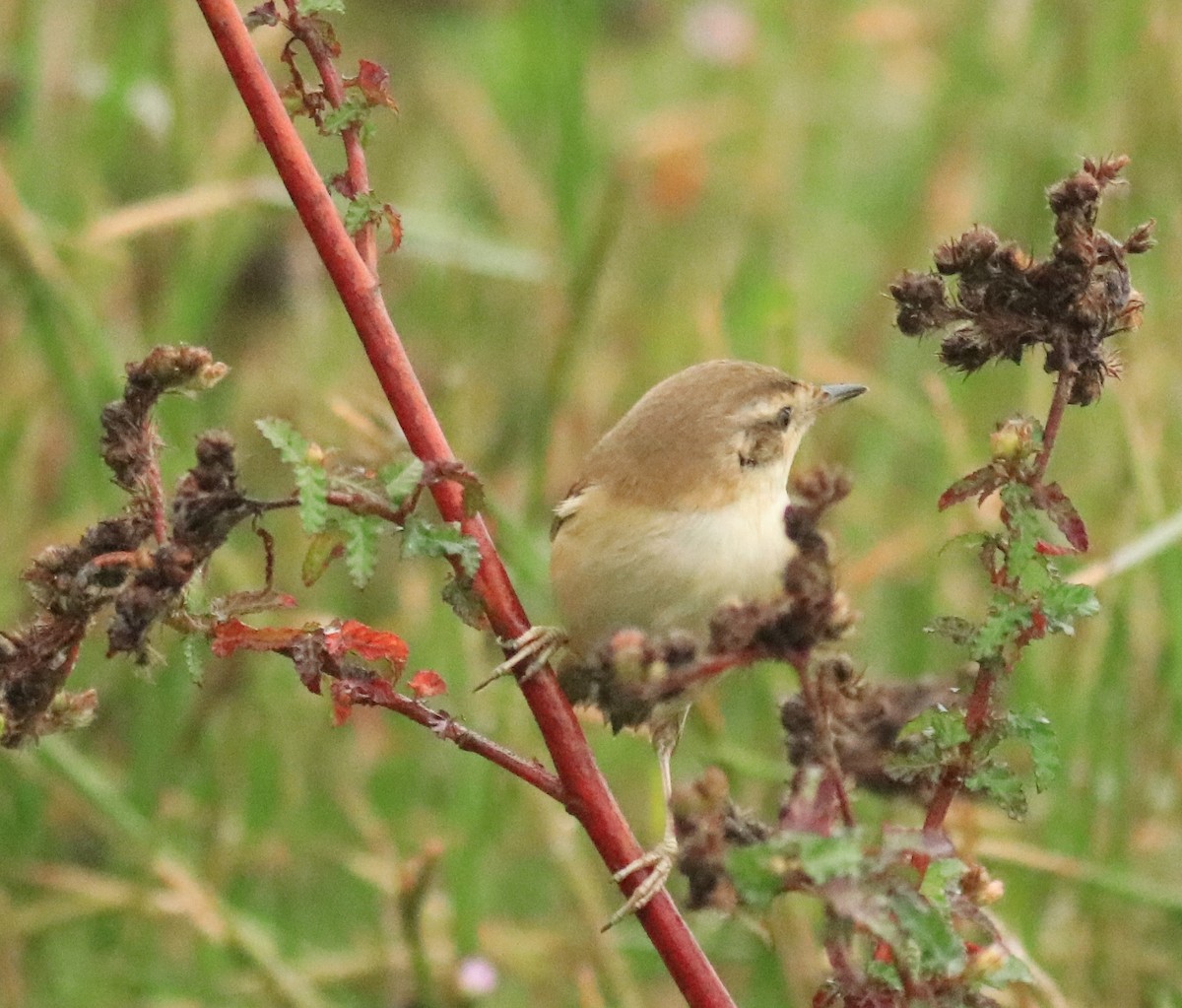 Paddyfield Warbler - Afsar Nayakkan