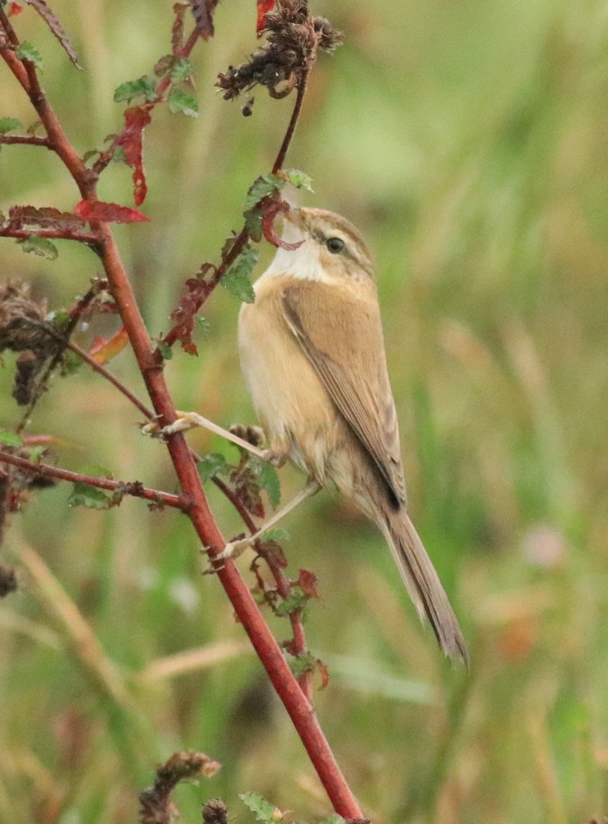 Paddyfield Warbler - Afsar Nayakkan