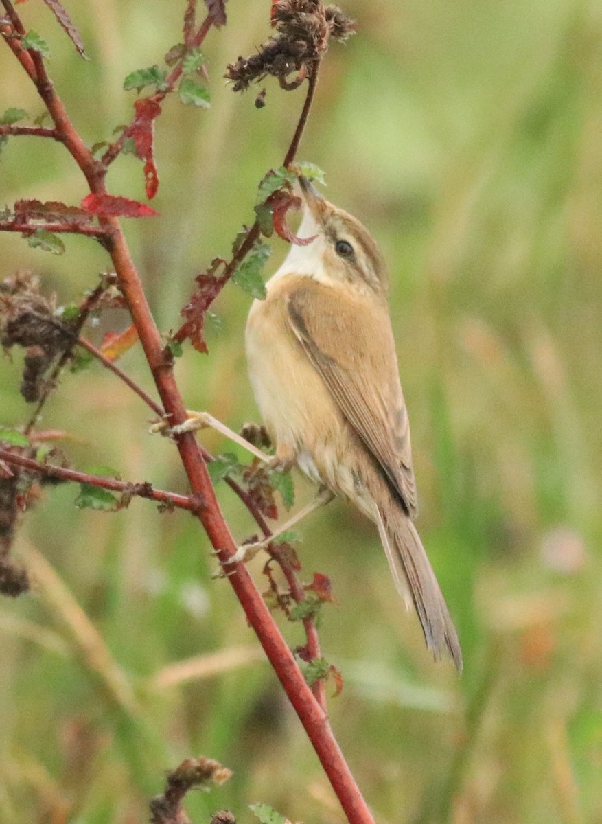 Paddyfield Warbler - Afsar Nayakkan