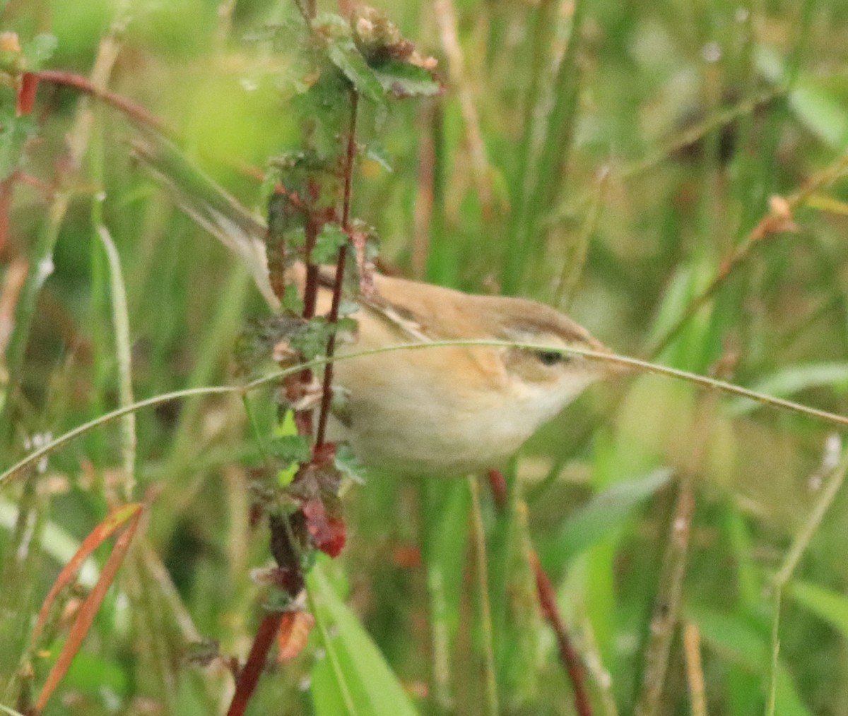 Paddyfield Warbler - Afsar Nayakkan