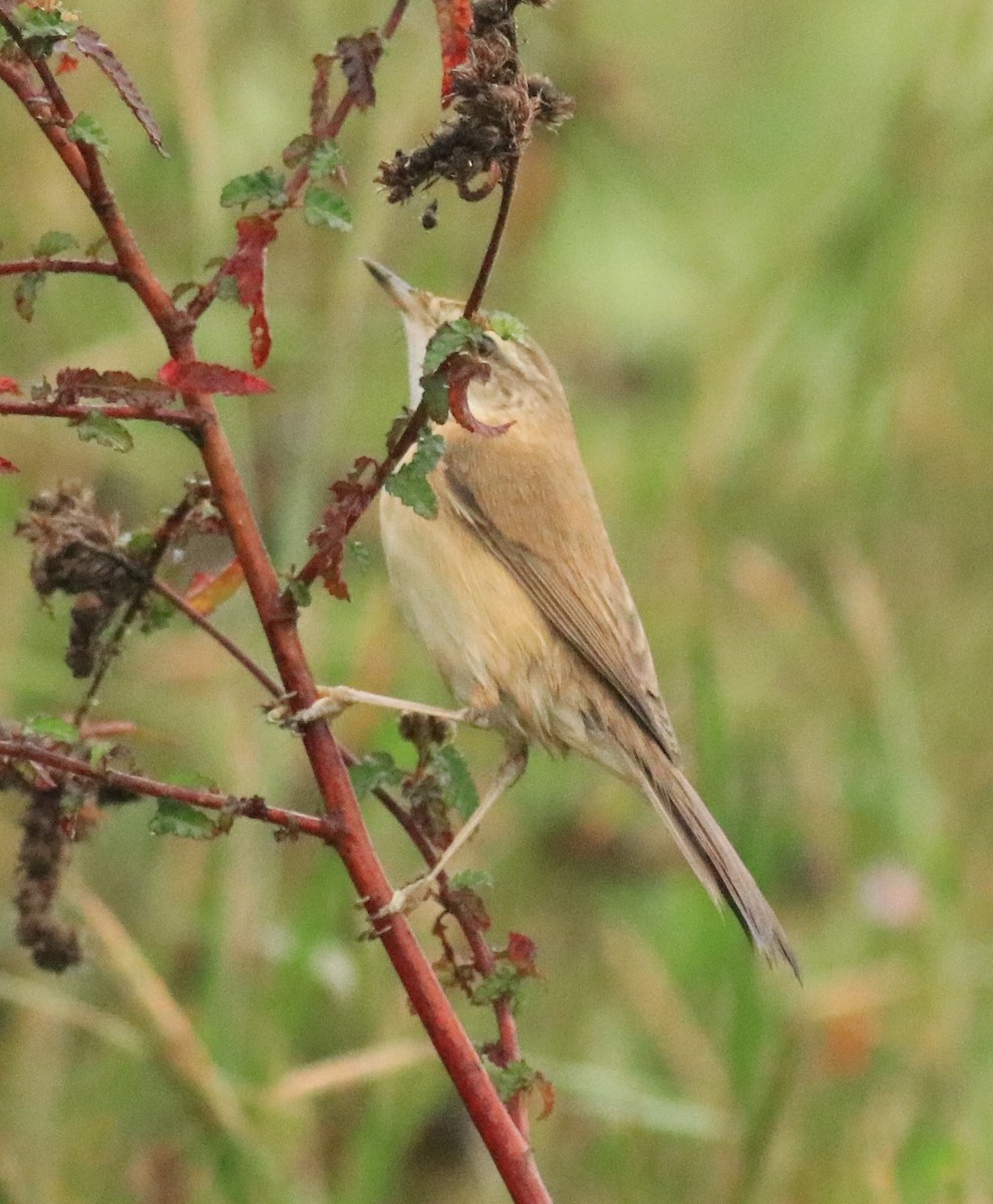 Paddyfield Warbler - Afsar Nayakkan