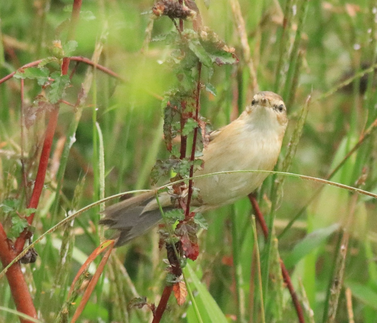 Paddyfield Warbler - Afsar Nayakkan