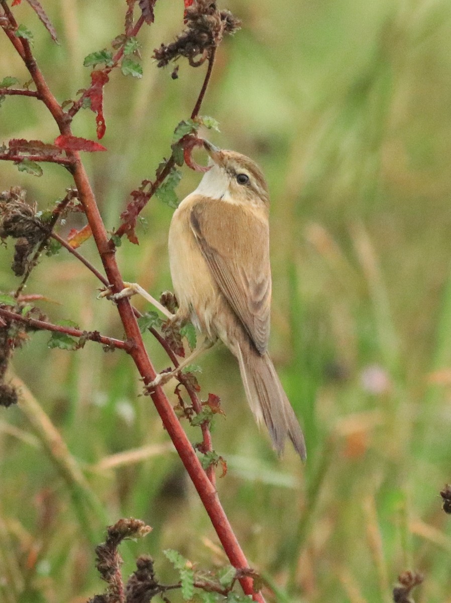 Paddyfield Warbler - Afsar Nayakkan