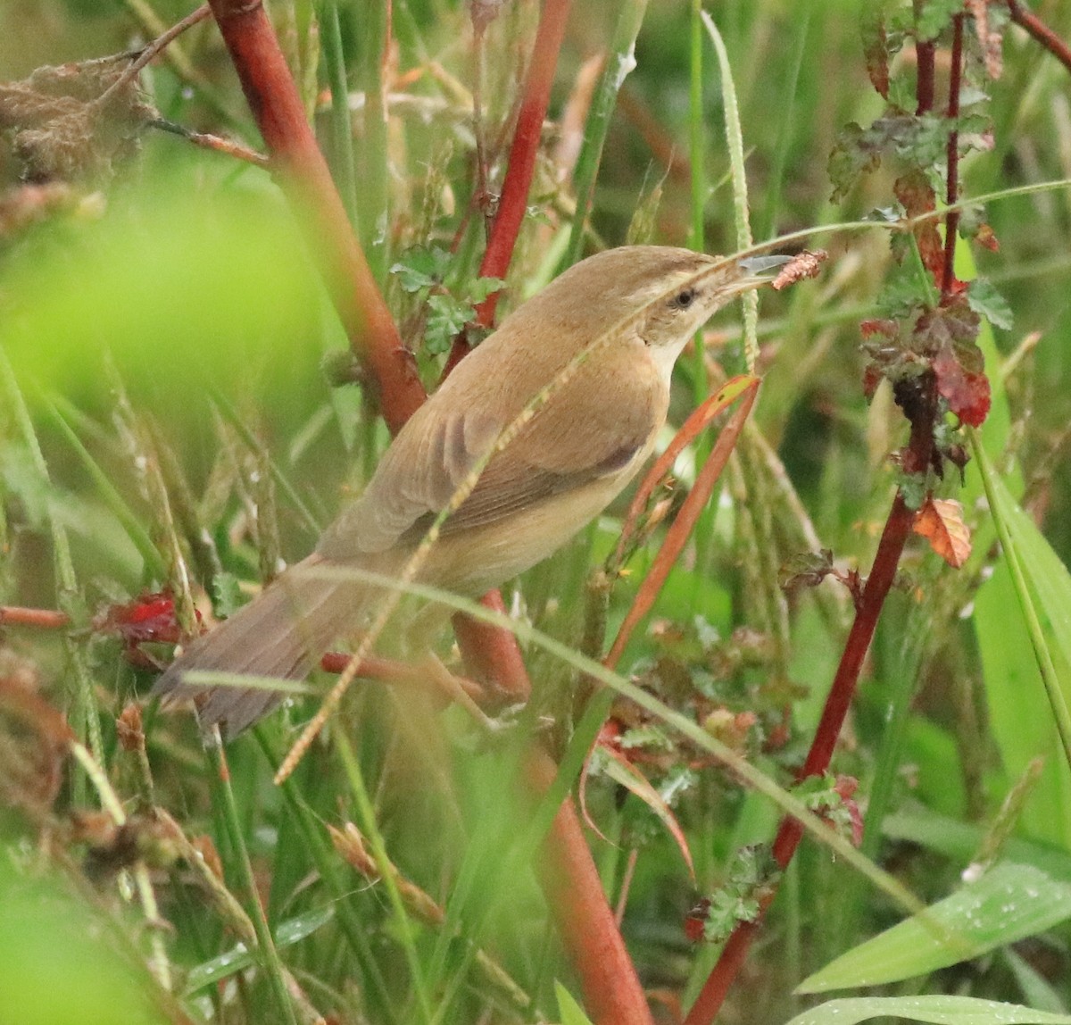 Paddyfield Warbler - Afsar Nayakkan