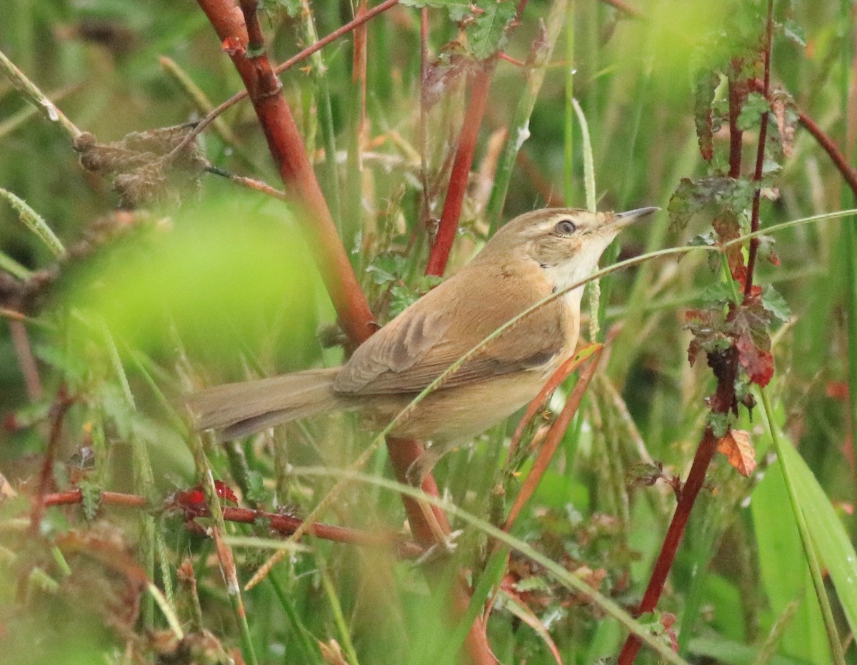 Paddyfield Warbler - Afsar Nayakkan