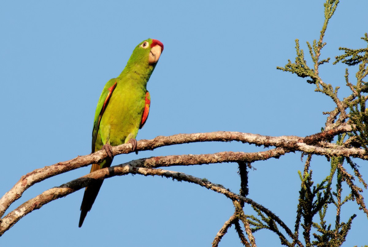 Crimson-fronted Parakeet - ML619329365