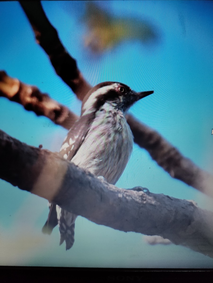 Brown-capped Pygmy Woodpecker - Payal Patel