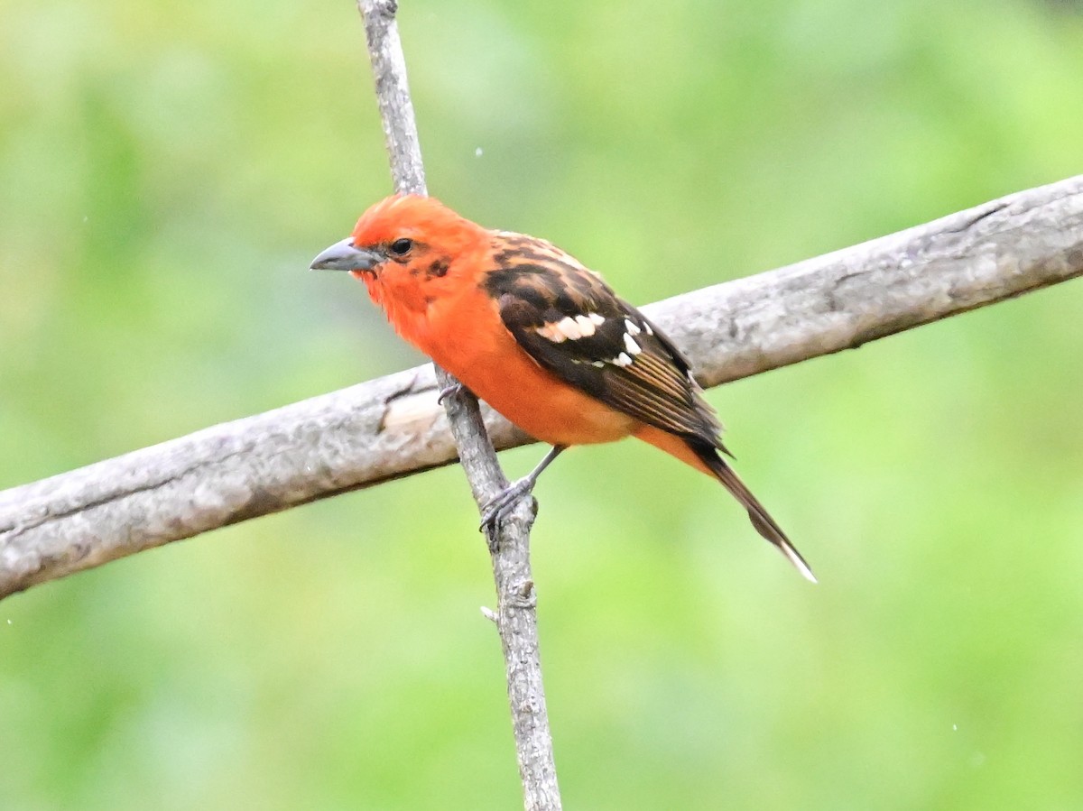 Flame-colored Tanager - Vivian Fung