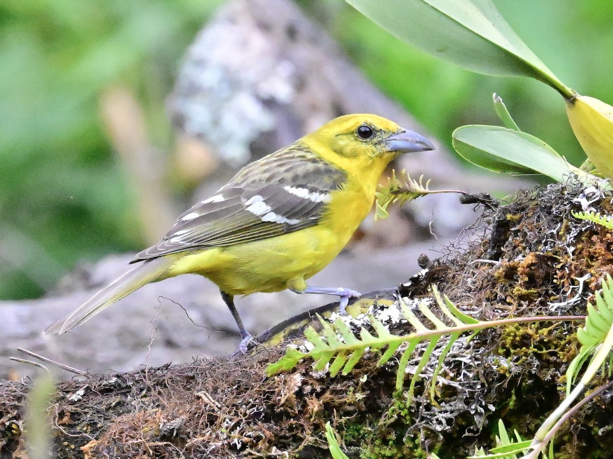 Flame-colored Tanager - Vivian Fung