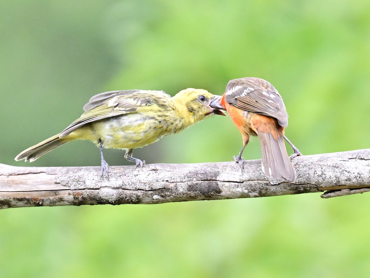 Flame-colored Tanager - Vivian Fung