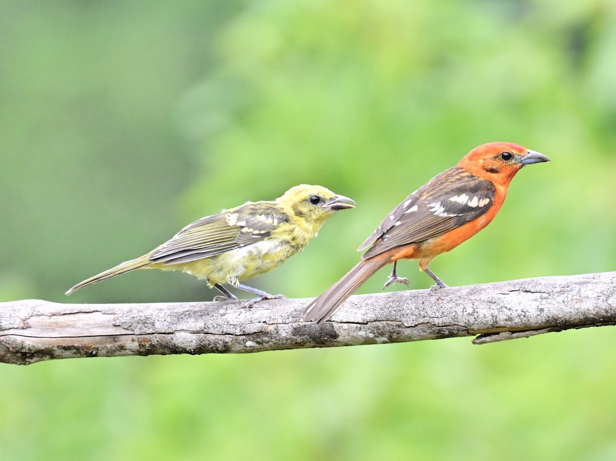 Flame-colored Tanager - Vivian Fung