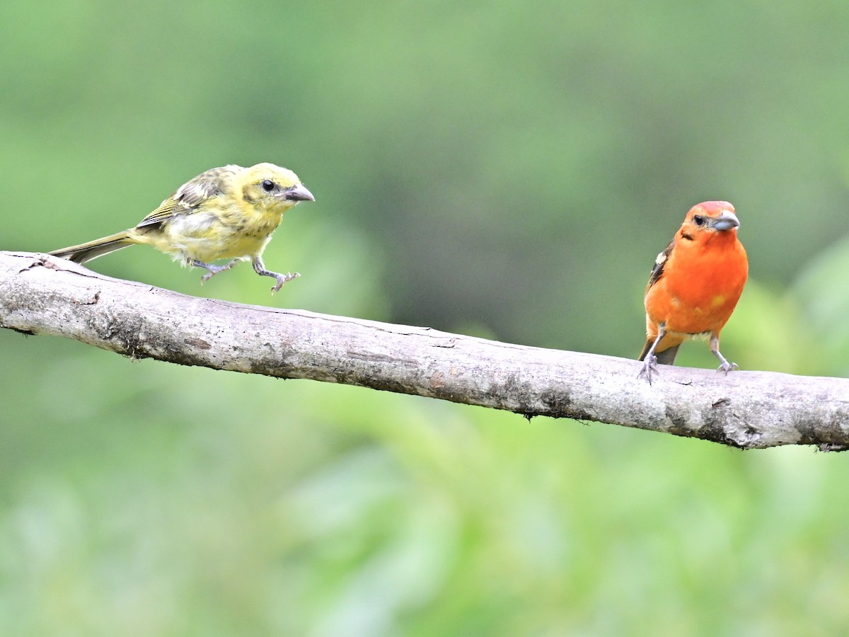 Flame-colored Tanager - Vivian Fung