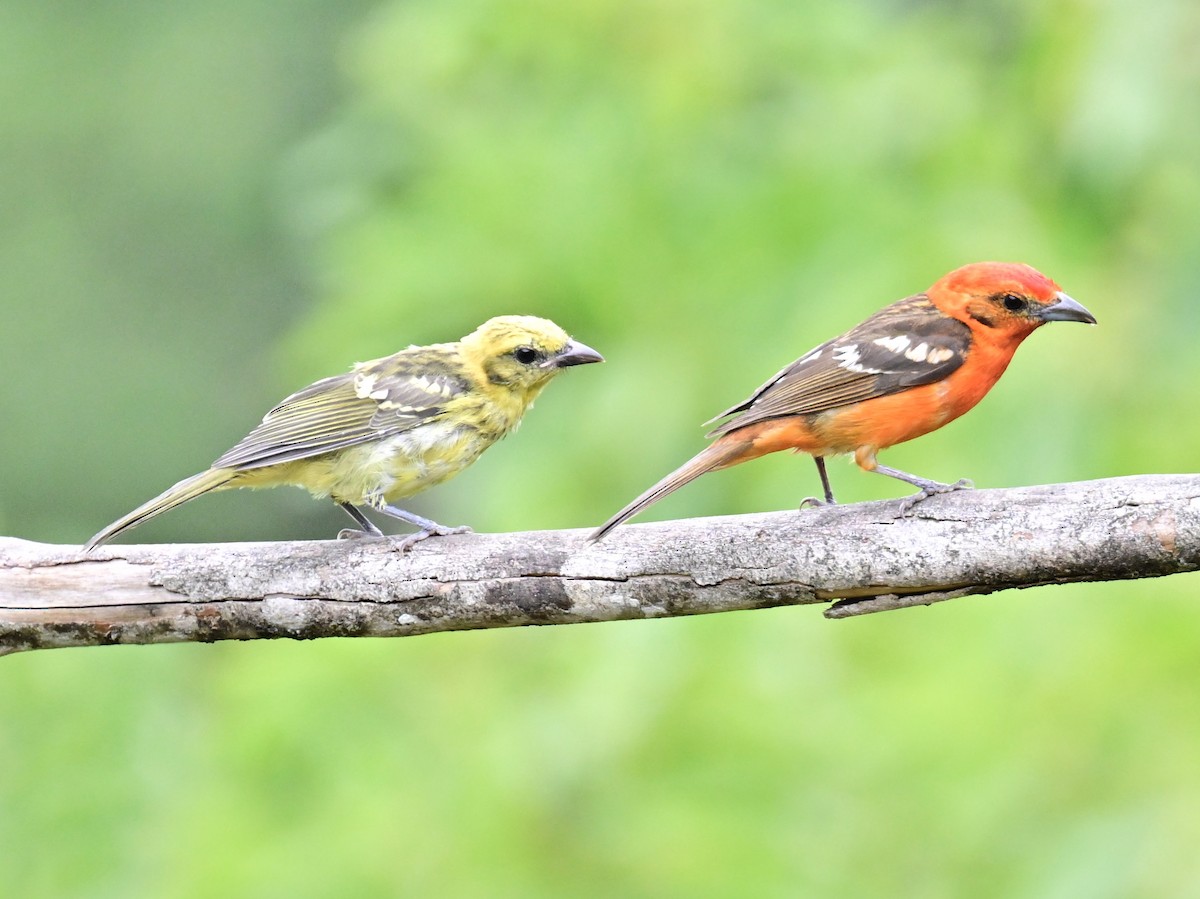 Flame-colored Tanager - Vivian Fung