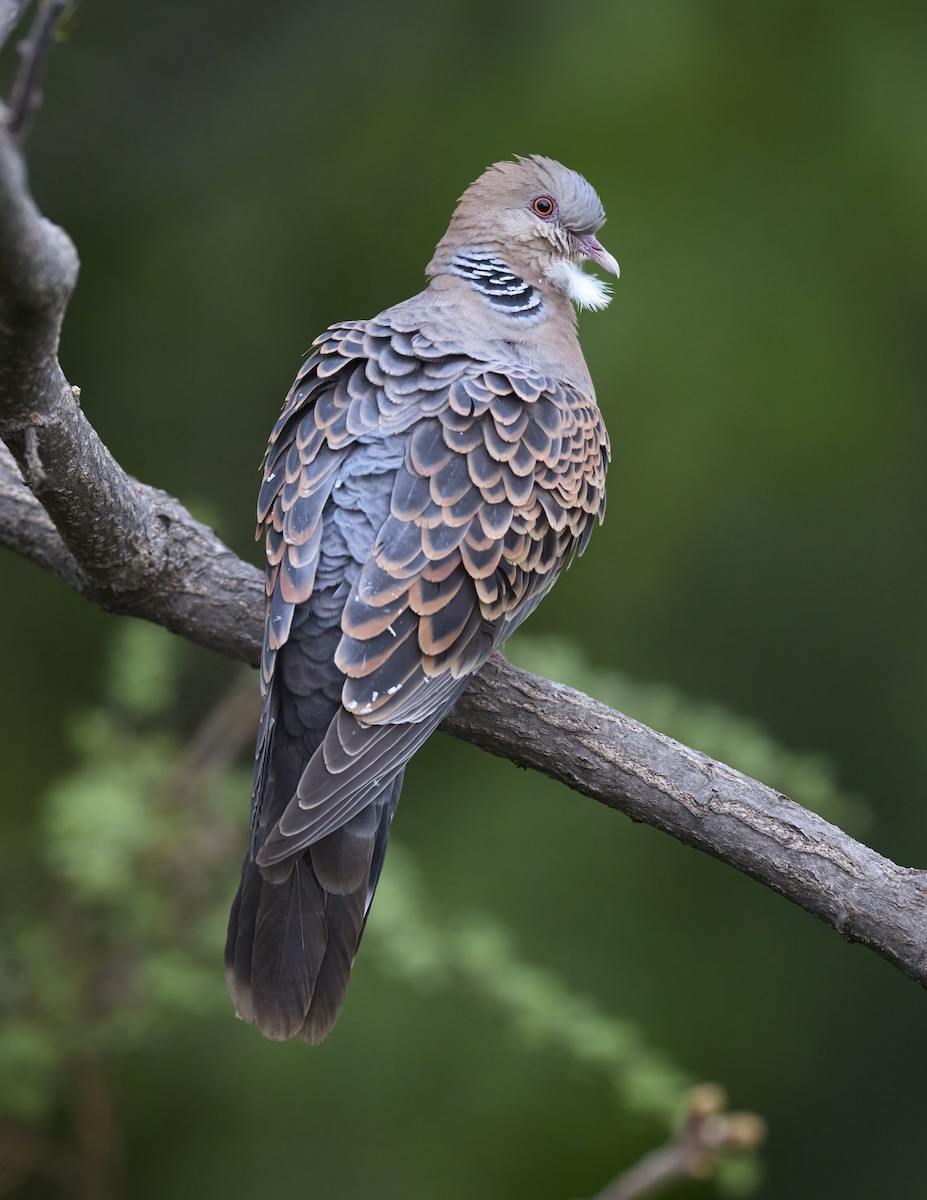 Oriental Turtle-Dove - Manjunath Desai