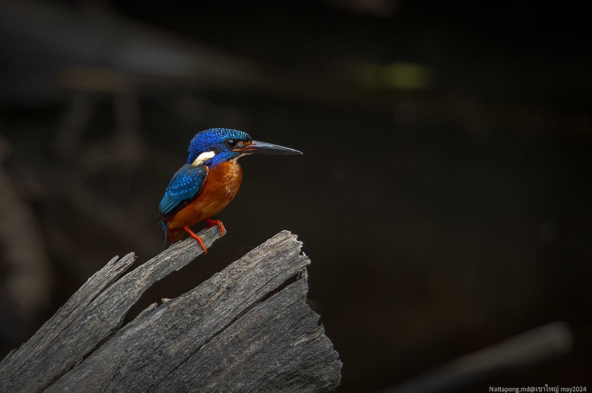Blue-eared Kingfisher - Nattapong Banhomglin
