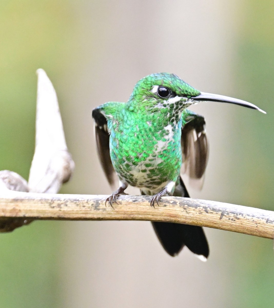 Green-crowned Brilliant - Vivian Fung