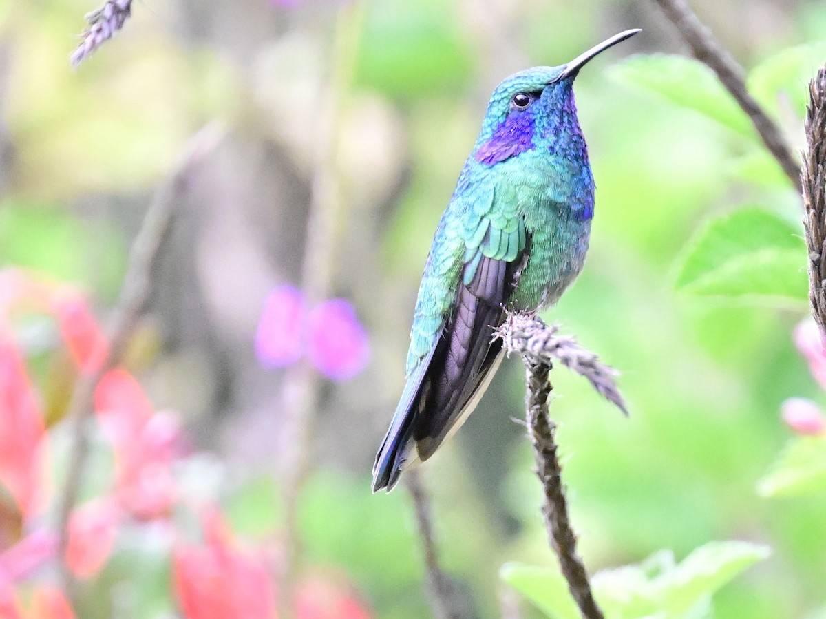 Lesser Violetear - Vivian Fung