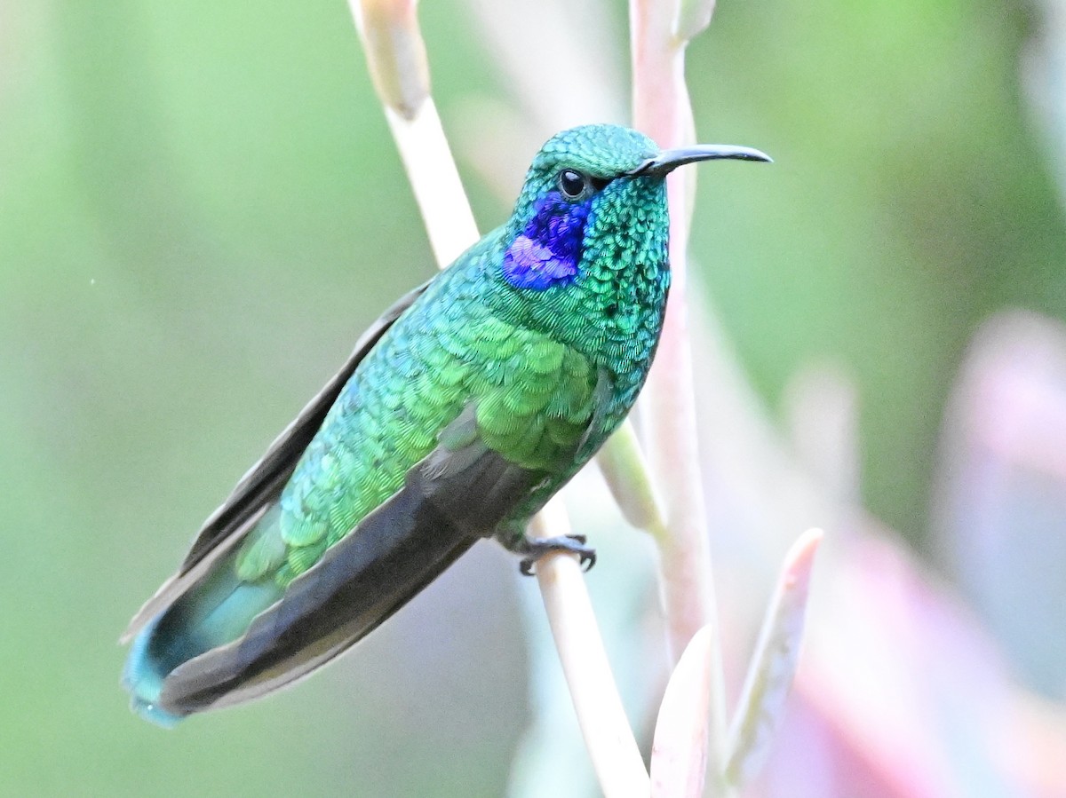 Lesser Violetear - Vivian Fung