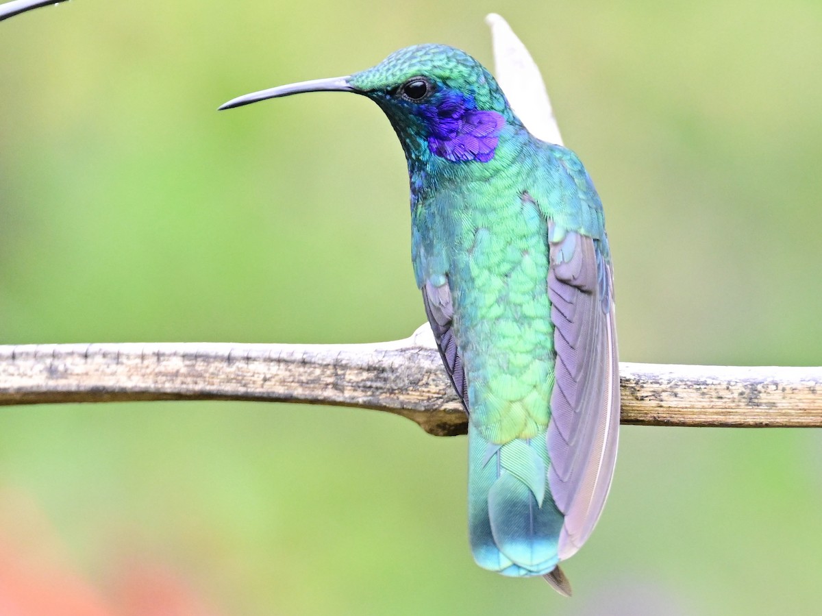 Lesser Violetear - Vivian Fung