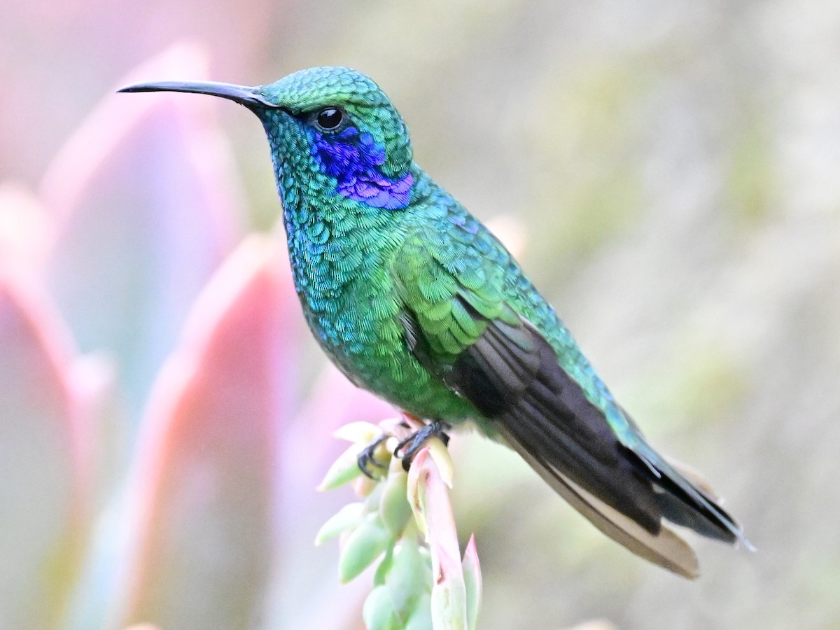 Lesser Violetear - Vivian Fung