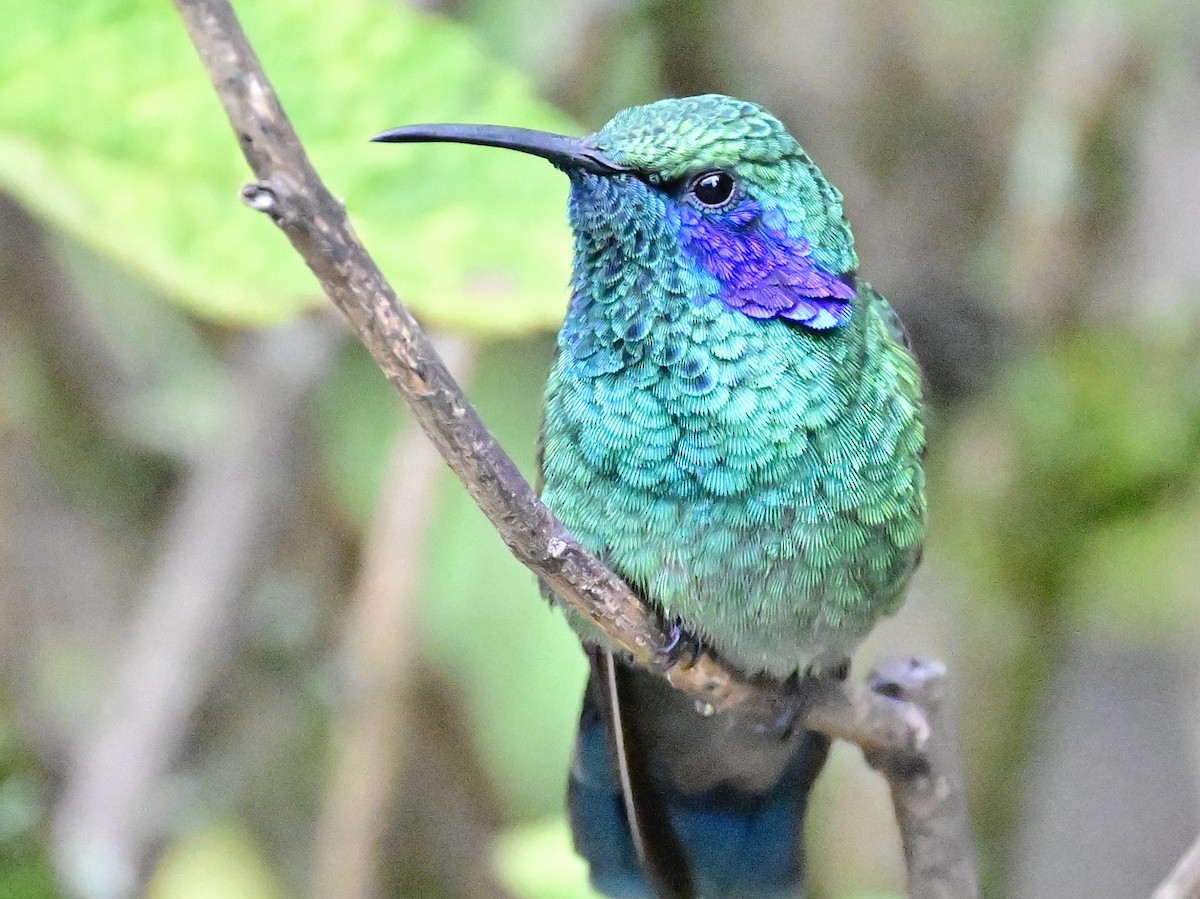 Lesser Violetear - Vivian Fung