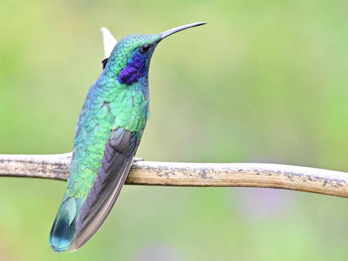 Lesser Violetear - Vivian Fung