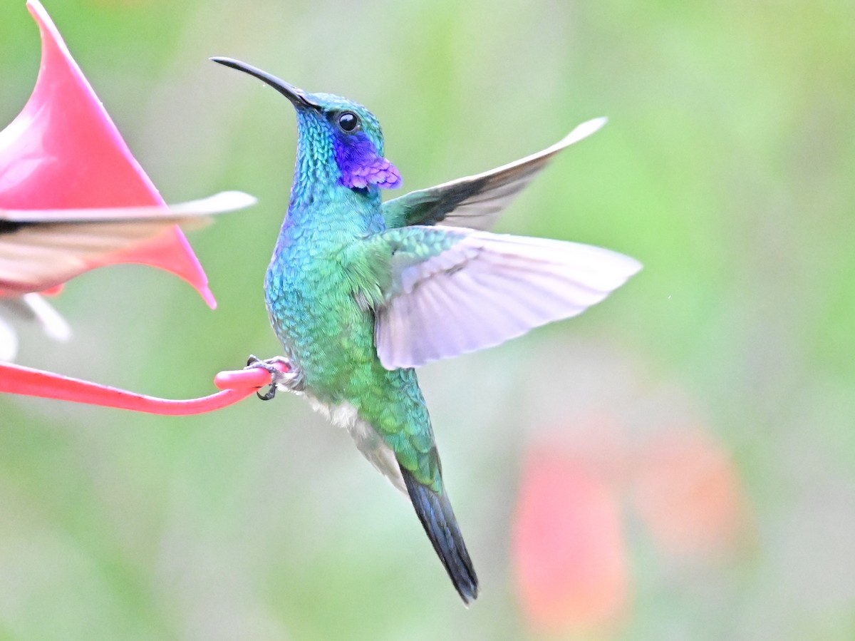 Lesser Violetear - Vivian Fung