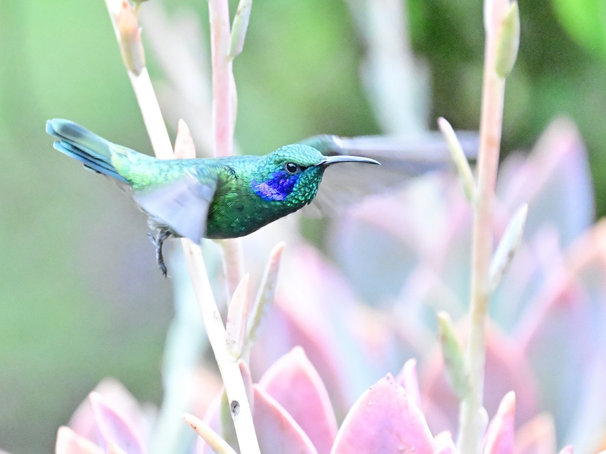 Lesser Violetear - Vivian Fung