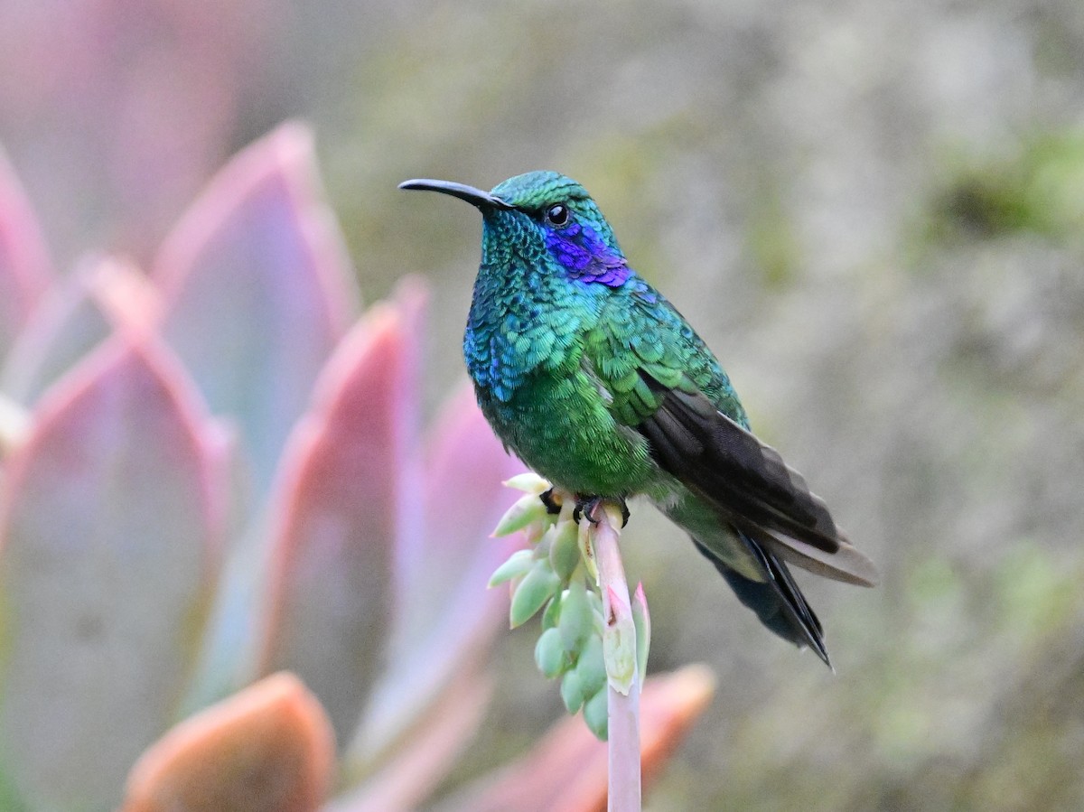 Lesser Violetear - Vivian Fung