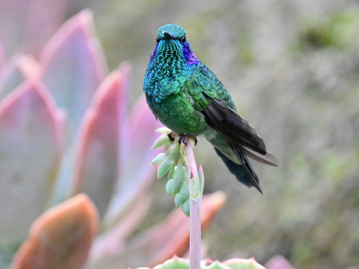 Lesser Violetear - Vivian Fung