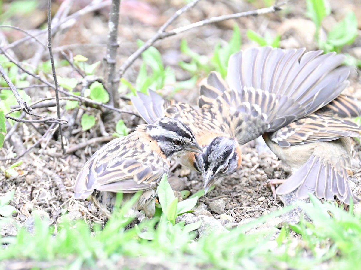 Rufous-collared Sparrow - Vivian Fung
