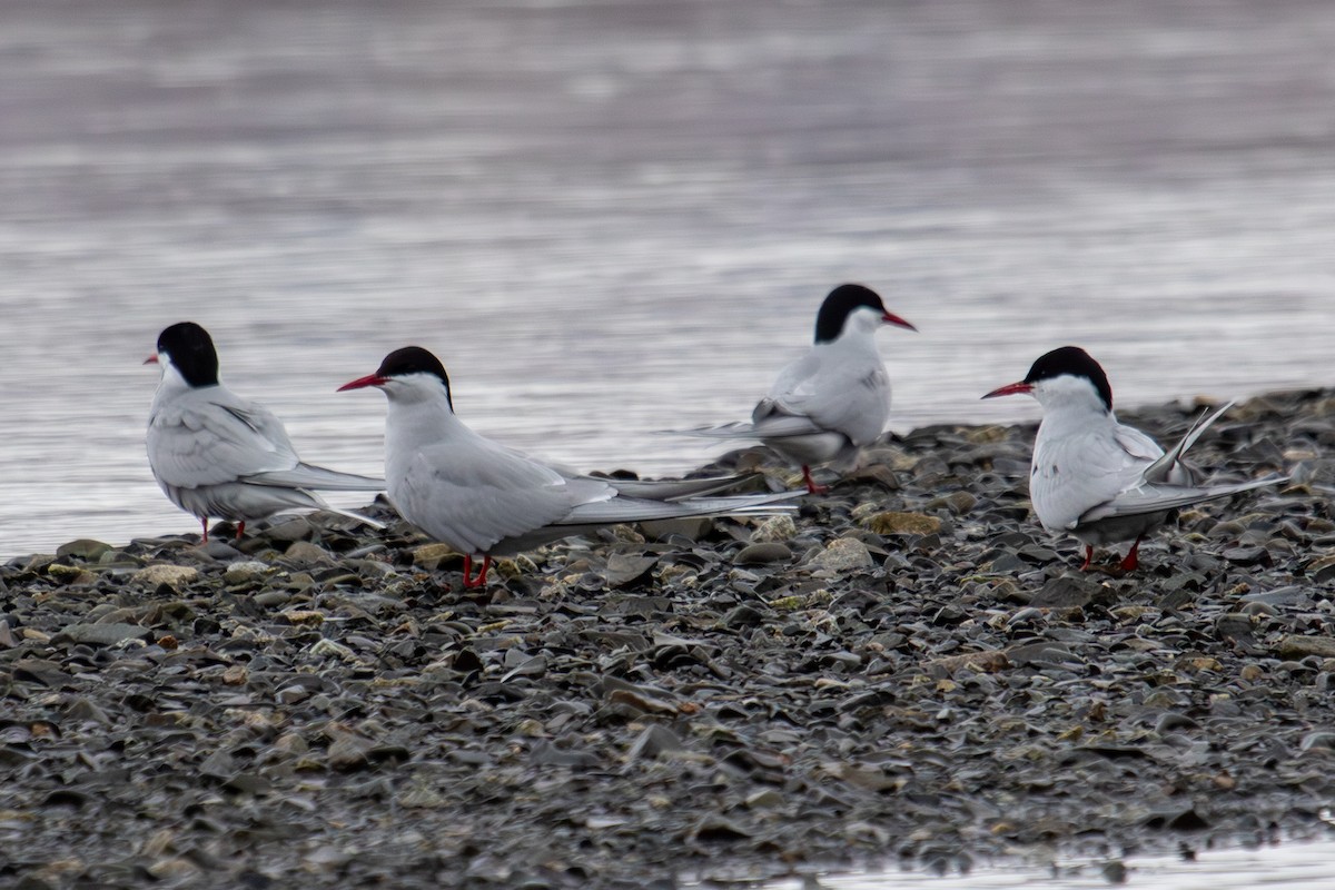 Arctic Tern - Robin Corcoran