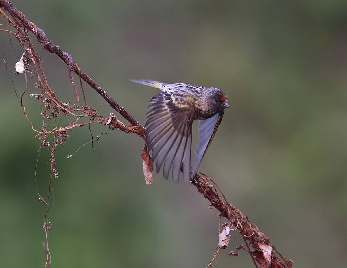 Fire-fronted Serin - Manjunath Desai