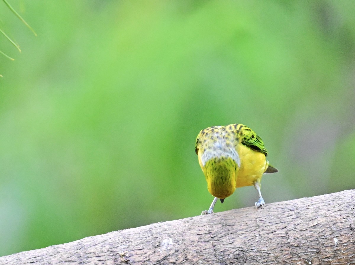 Silver-throated Tanager - Vivian Fung