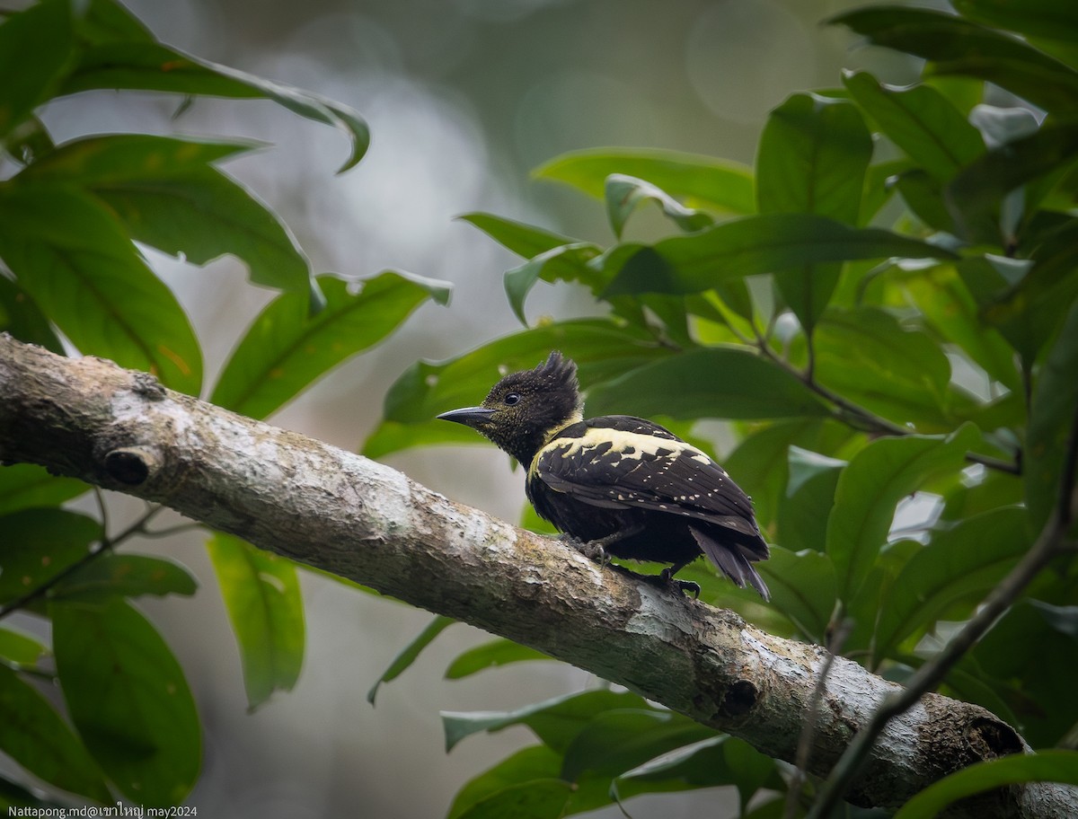 Black-and-buff Woodpecker - Nattapong Banhomglin