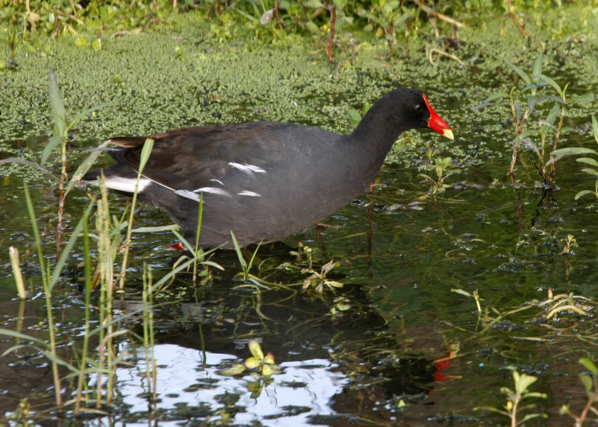 Common Gallinule - ML619329486