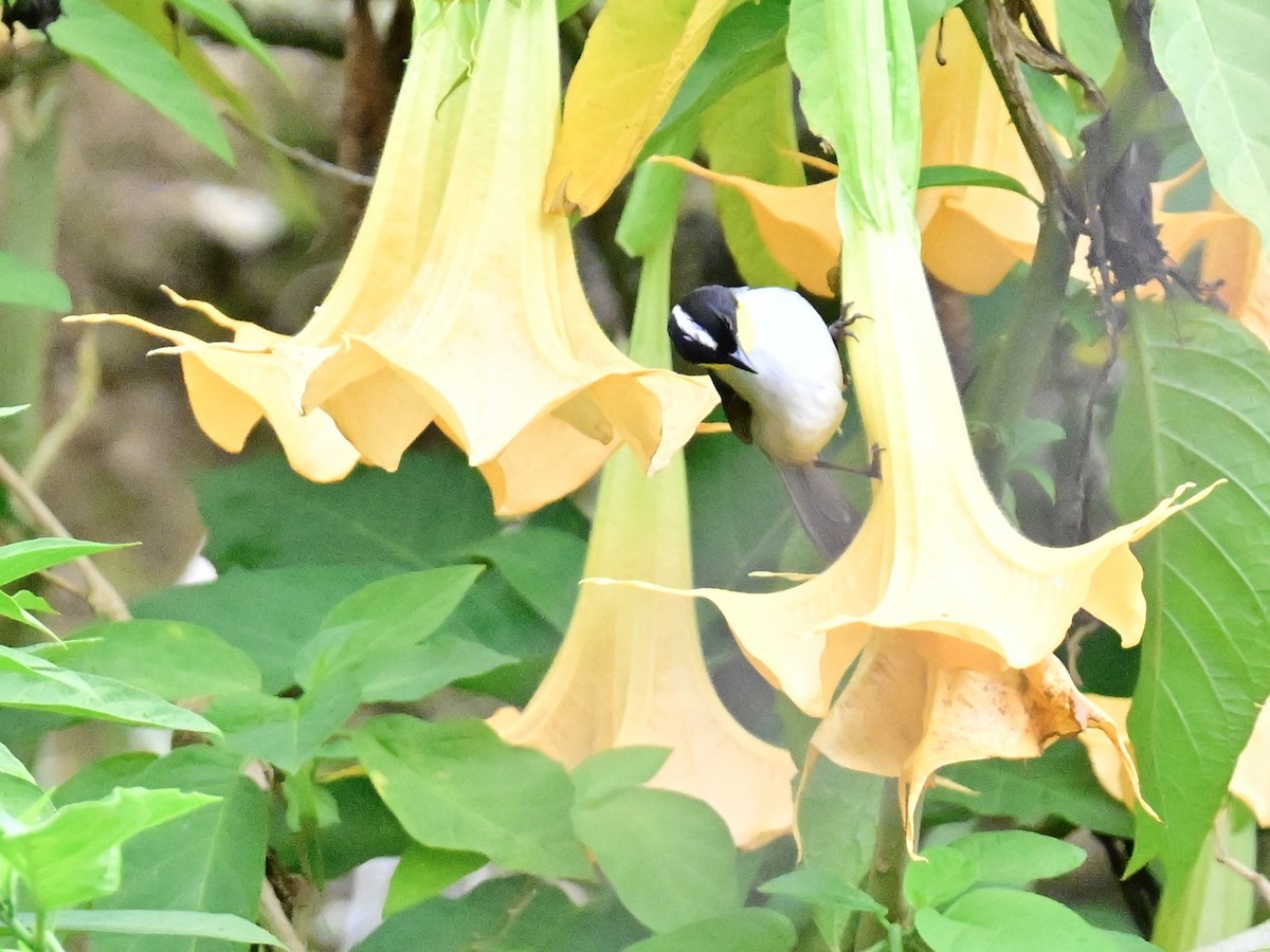 White-naped Brushfinch - Vivian Fung