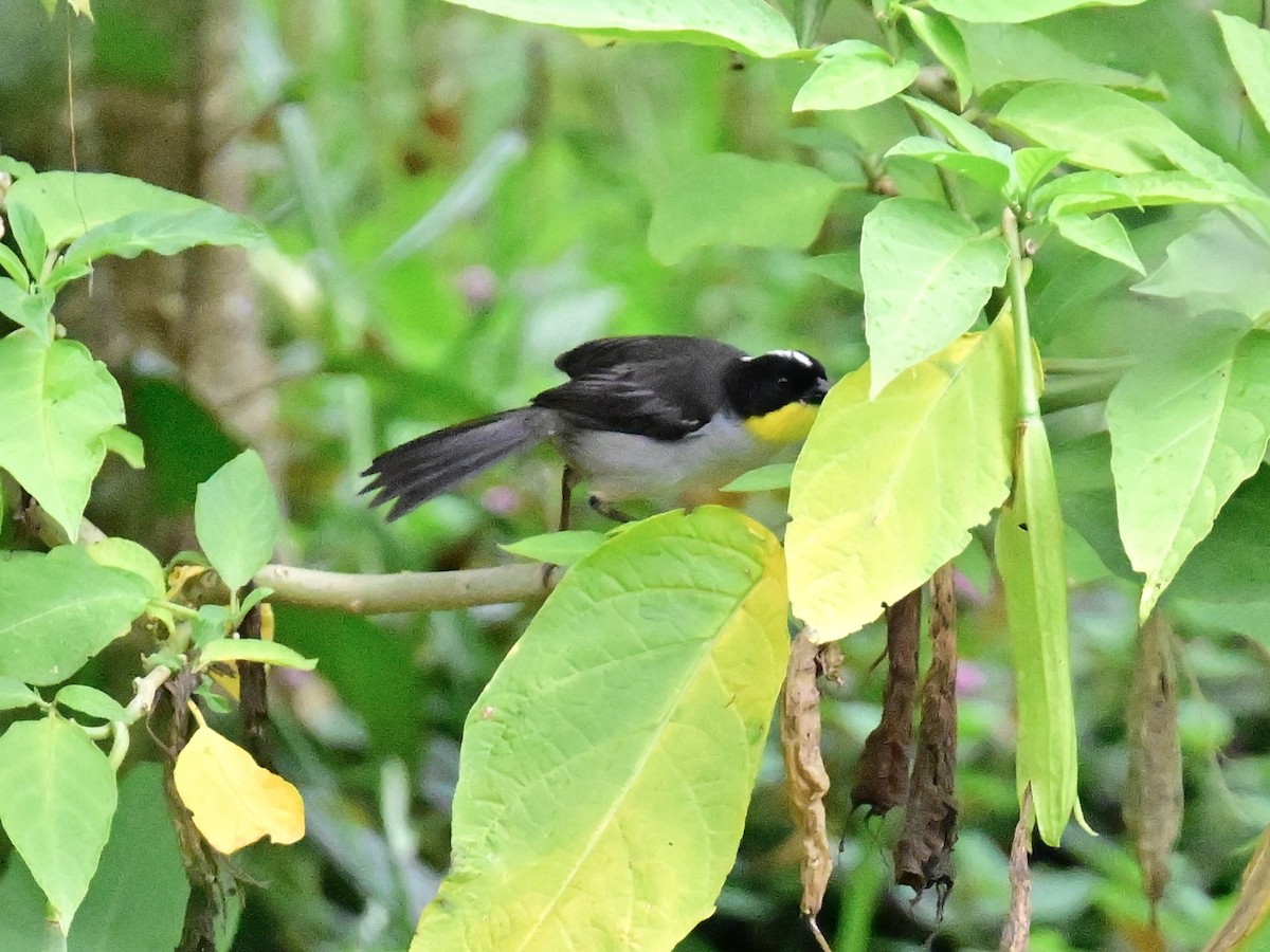 White-naped Brushfinch - Vivian Fung