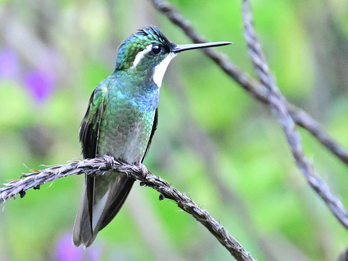 White-throated Mountain-gem - Vivian Fung