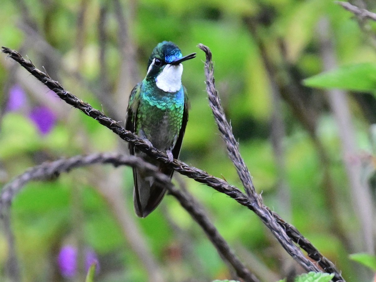 White-throated Mountain-gem - Vivian Fung