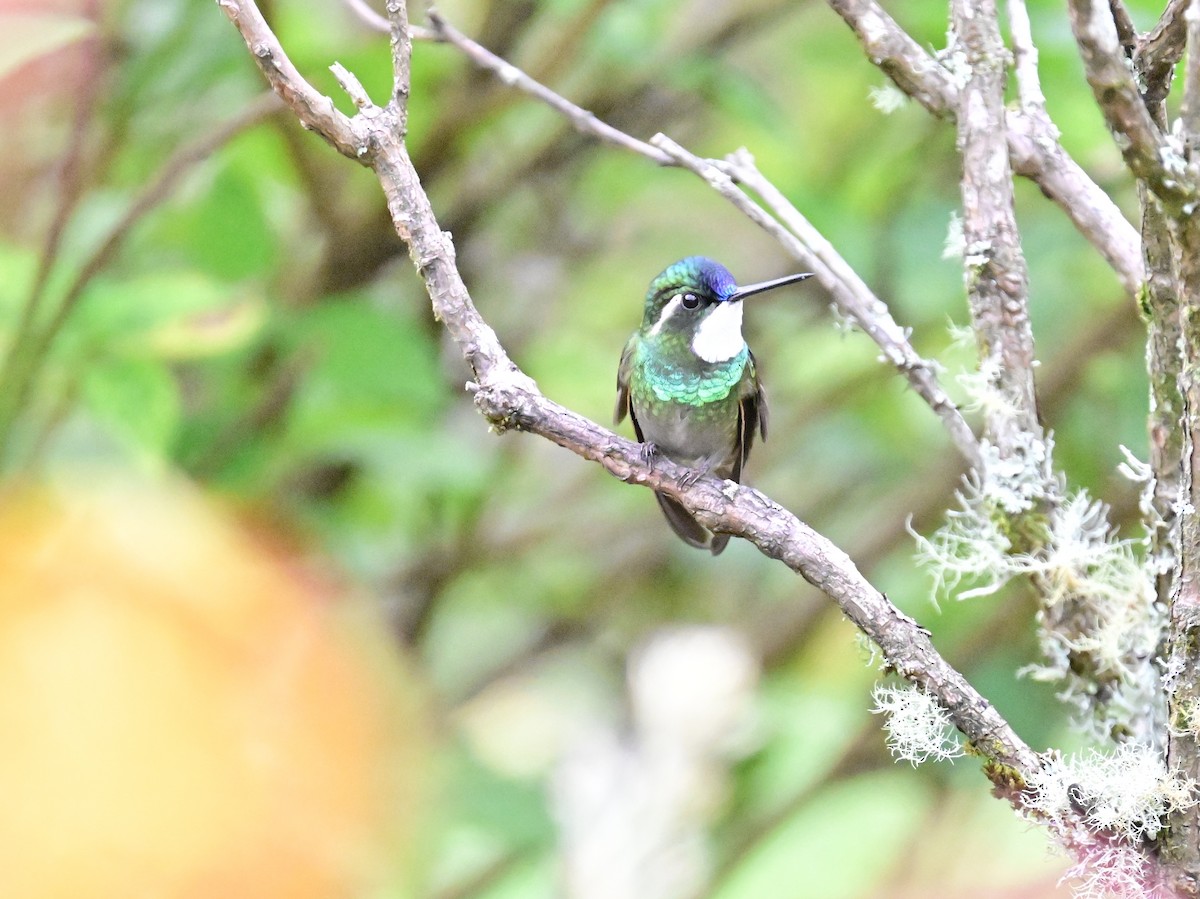 White-throated Mountain-gem - Vivian Fung