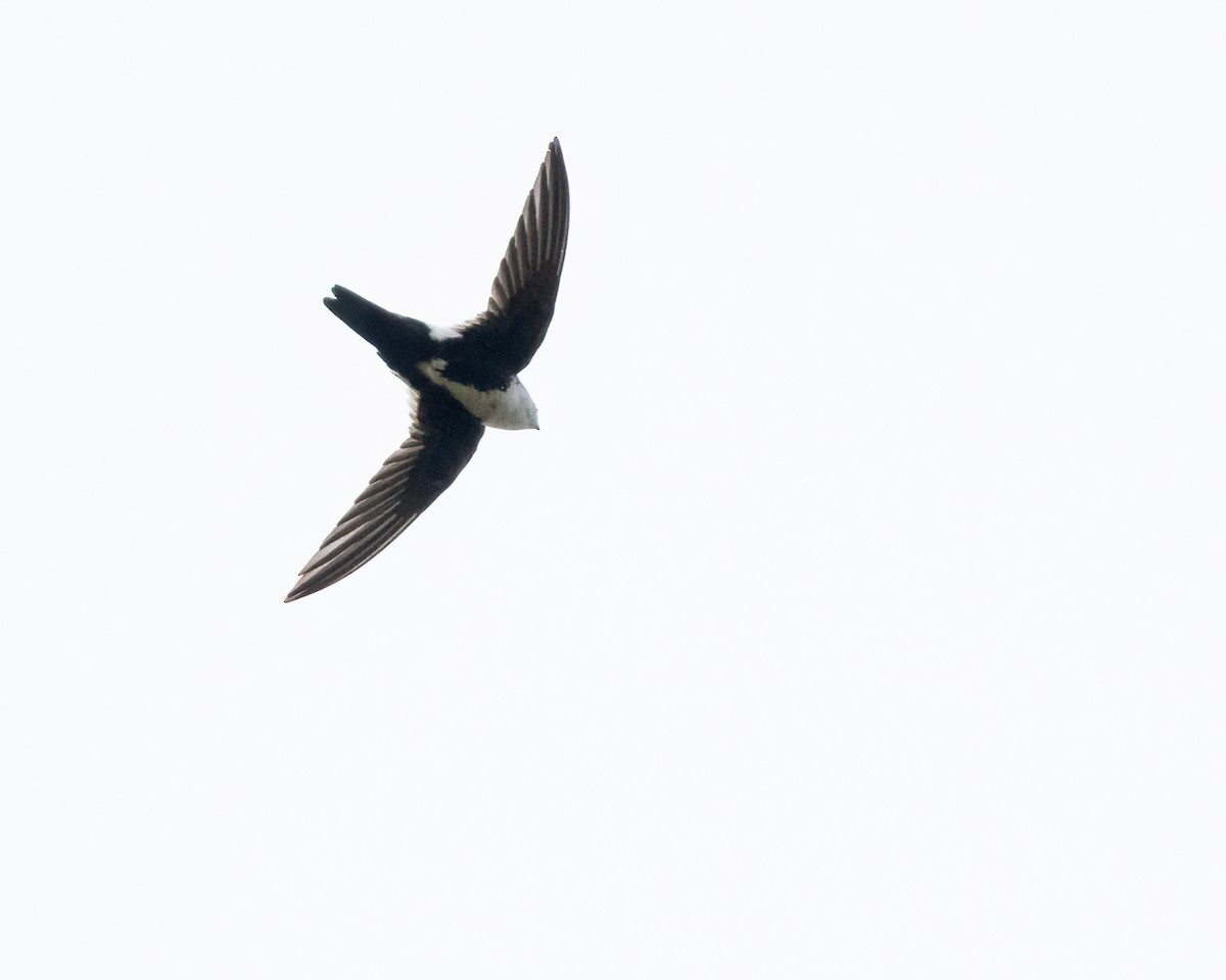 White-throated Swift - Sue Cook