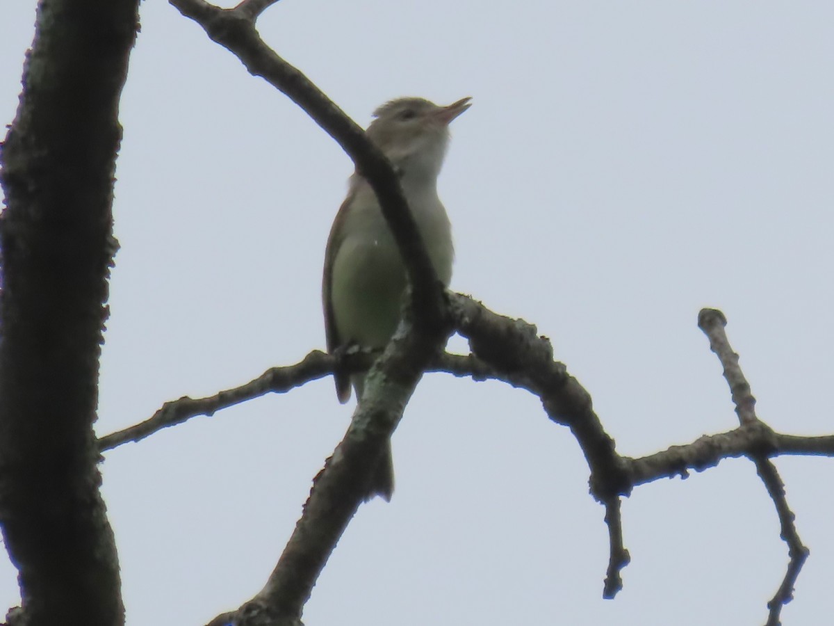 Warbling Vireo - Ursula  Mitra