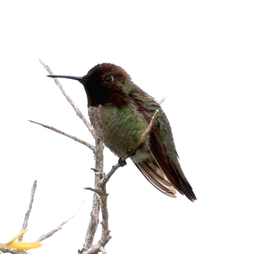 Anna's Hummingbird - Diane Etchison